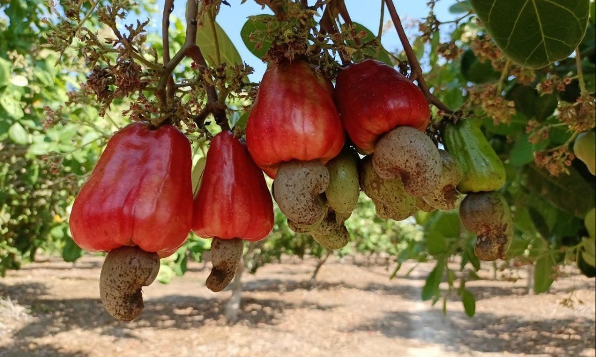 Xuất khẩu hạt điều đạt 1,5 tỷ USD trong năm 2025