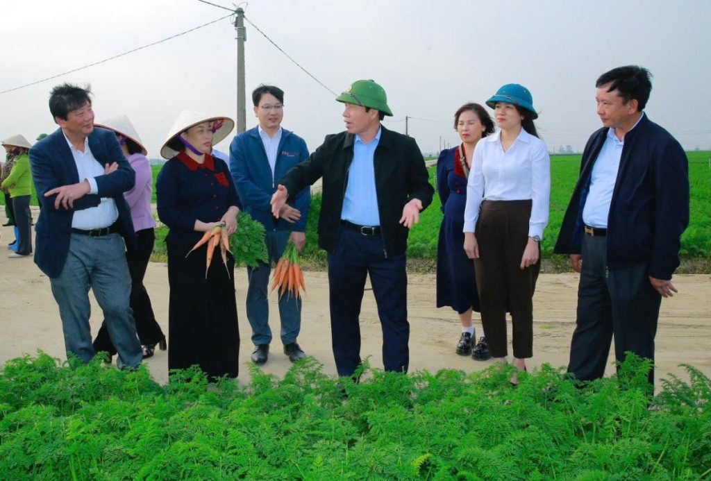 Cà rốt xã Tuệ Tĩnh mở rộng thị trường xuất ngoại