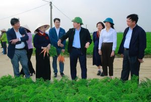 Cà rốt xã Tuệ Tĩnh mở rộng thị trường xuất ngoại