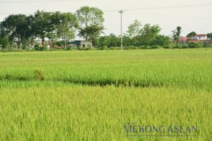 Bất chấp thiên tai, nông nghiệp năm 2025 ghi dấu nhiều điểm sáng