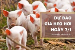 Sẽ tiếp tục tăng do thị trường đã ổn định trở lại