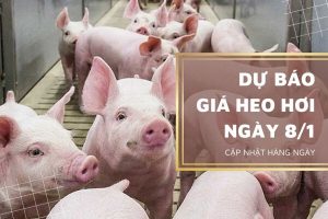 Duy trì đà tăng, nguồn cung hạn chế do dịch bệnh diễn biến phức tạp