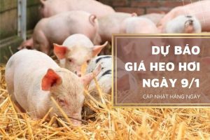 Dự báo giá heo hơi ngày mai 9/1 sẽ tiếp tục tăng theo đà thị trường