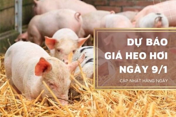 Dự báo giá heo hơi ngày mai 9/1 sẽ tiếp tục tăng theo đà thị trường