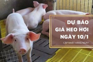Dự báo giá heo hơi ngày mai 10/1 tiếp đà tăng, thị trường có khả năng lập đỉnh mới