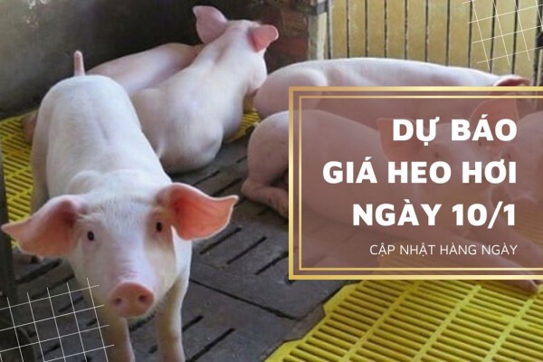 Dự báo giá heo hơi ngày mai 10/1 tiếp đà tăng, thị trường có khả năng lập đỉnh mới