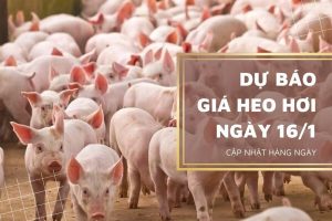Sẽ tiếp tục giữ nhịp tăng