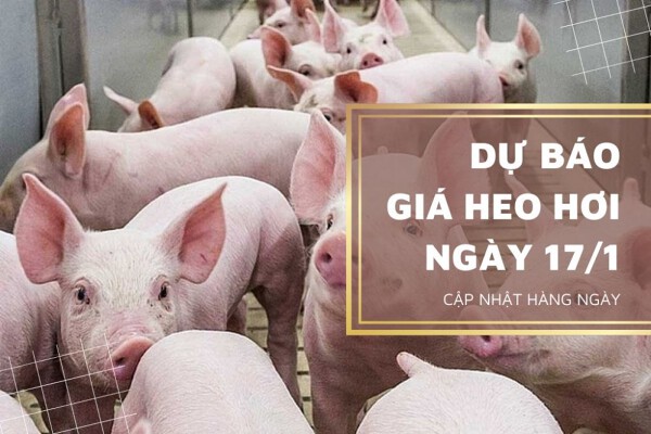 Tiếp tục duy trì xu hướng tăng