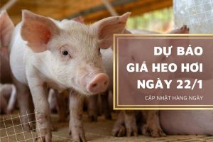 Tiếp tục tăng mạnh, khả năng cao chạm đỉnh 78.000 đồng/kg