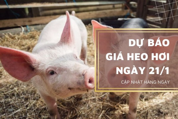 Dự báo giá heo hơi ngày mai 21/1 tiếp tục giữ đà đi lên trong thời gian tới
