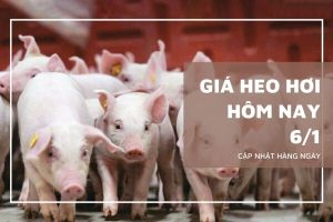 Giá heo hơi hôm nay 6/1 tăng nhẹ tại miền Bắc và miền Trung, mức đỉnh 69.000 đồng/kg