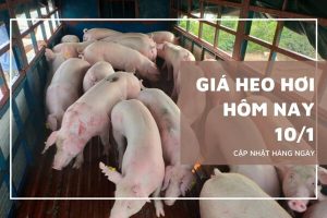 Giá heo hơi hôm nay 10/1 Ninh Bình tăng đến 3.000 đồng/kg, lập đỉnh mới 72.000 đồng/kg tại nhiều địa phương