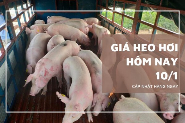 Giá heo hơi hôm nay 10/1 Ninh Bình tăng đến 3.000 đồng/kg, lập đỉnh mới 72.000 đồng/kg tại nhiều địa phương