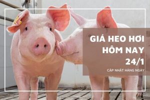 Giá heo hơi hôm nay 24/1 tiếp đà tăng, miền Bắc chính thức chạm mốc 80.000 đồng/kg
