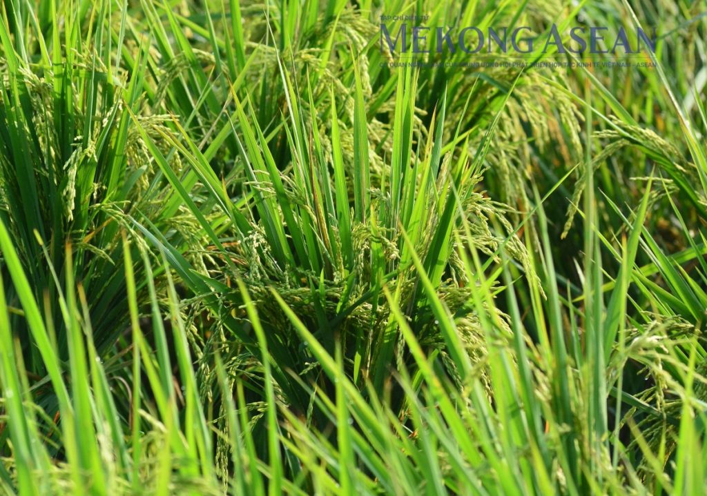 Chỉ số giá ngũ cốc thế giới thấp nhất 5 năm