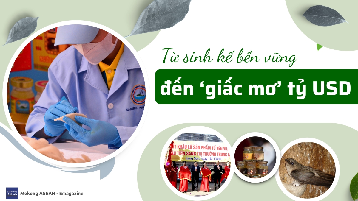 Từ sinh kế đến triển vọng tỷ USD xuất khẩu của ngành yến Việt Nam