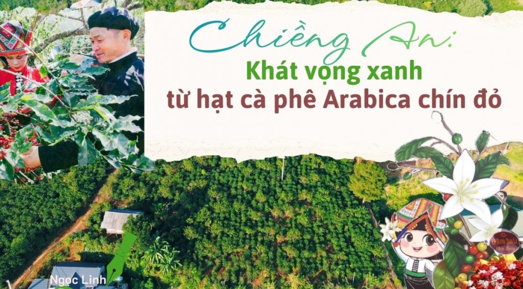 Khát vọng xanh từ hạt cà phê Arabica chín đỏ