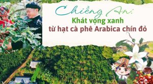 Khát vọng xanh từ hạt cà phê Arabica chín đỏ
