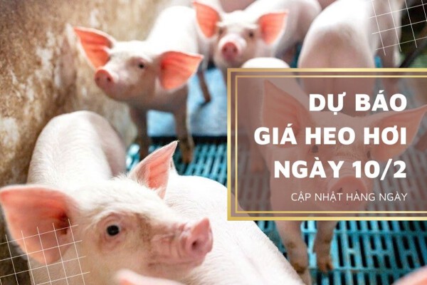 Vẫn trong đà đi xuống