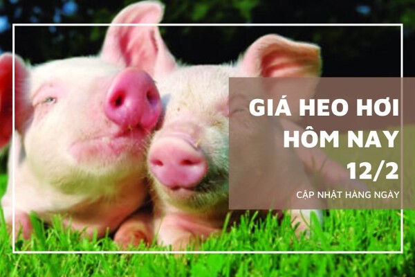 Giá heo hơi hôm nay 12/2 tiếp tục giảm 1.000 – 2.000 đồng/kg tại nhiều địa phương