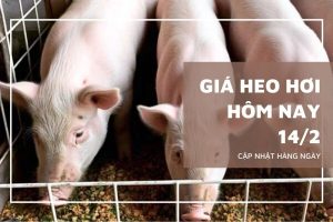 Giá heo hơi hôm nay 14/2 đi ngang trên cả ba miền, cao nhất 73.000 đồng/kg