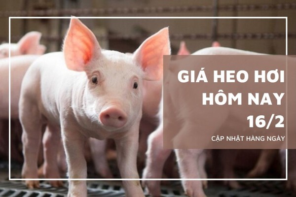 Giá heo hơi hôm nay 16/2 giảm 1.000 đồng/kg tại Lào Cai, Quảng Trị, Huế và An Giang