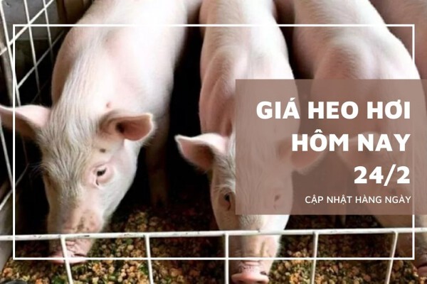 Giá heo hơi hôm nay 24/2 giảm 1.000 đồng/kg tại một số địa phương miền Trung và miền Nam