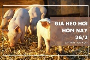 Giá heo hơi hôm nay 26/2 tiếp đà giảm, nhiều địa phương mất 1.000 – 2.000 đồng/kg