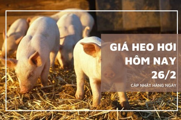 Giá heo hơi hôm nay 26/2 tiếp đà giảm, nhiều địa phương mất 1.000 – 2.000 đồng/kg