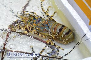 Xuất khẩu tôm hùm sang Trung Quốc giữ đà tăng trong tháng 1/2026